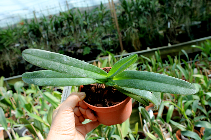 Paphiopedilum Daisy Barclay (rothschildianum x leucochilum).jpg