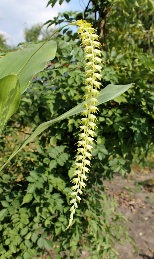 Dendrochilum magnum.jpg