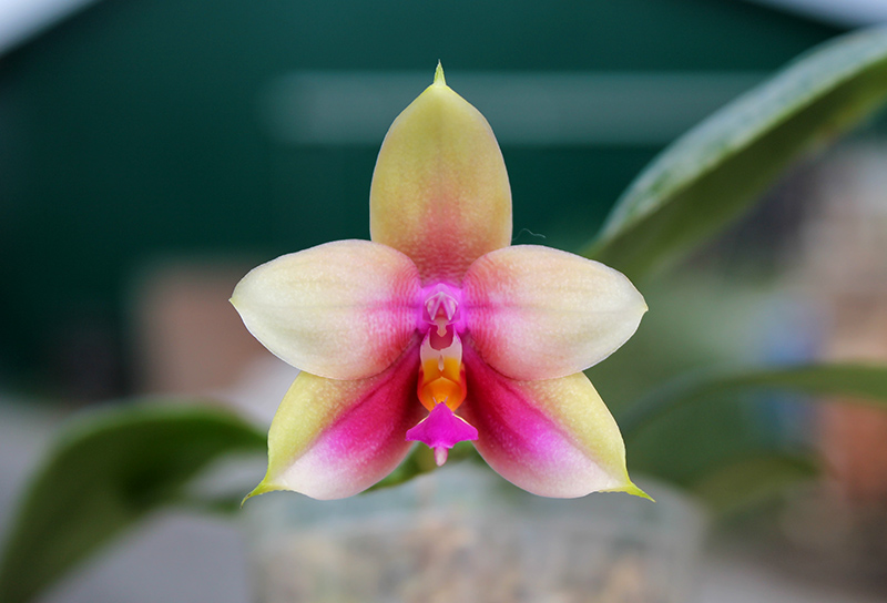 Phalaenopsis LD Purple Bear x bellina.jpg