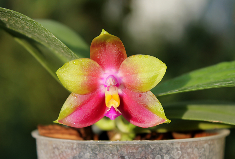 Phalaenopsis Ld's Bear King 'YKY' x Hawaii Dragon Girl 'DT-1'.jpg
