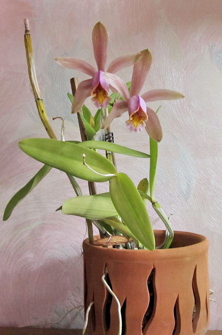 Cattleya forbesii var. aurea