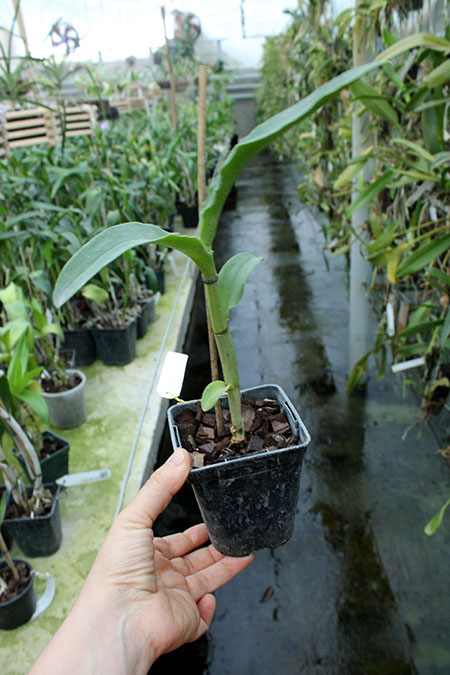 Dendrobium Star Fantasy.jpg