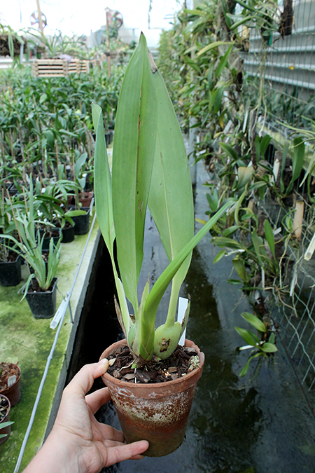 Maxillaria lehmannii.JPG
