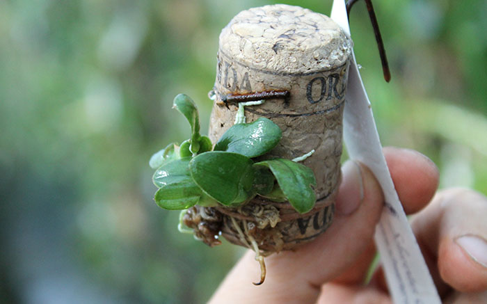 Oncidium limminghei.jpg