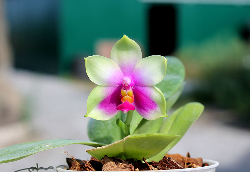 Phalaenopsis bellina AL.jpg