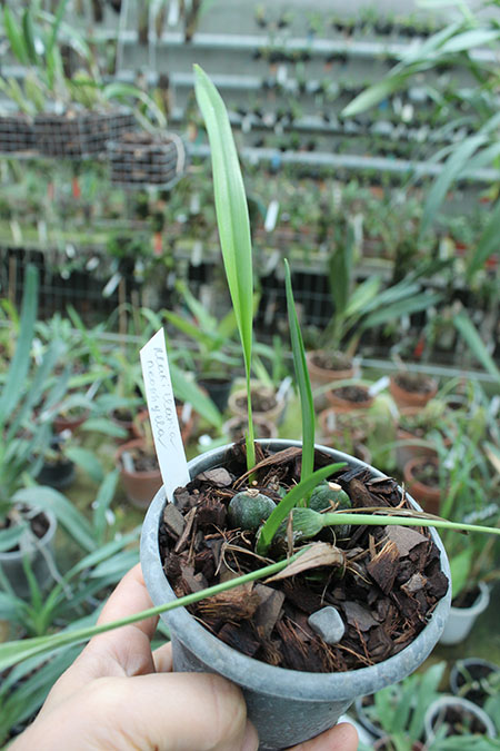 Maxillaria neophylla.jpg