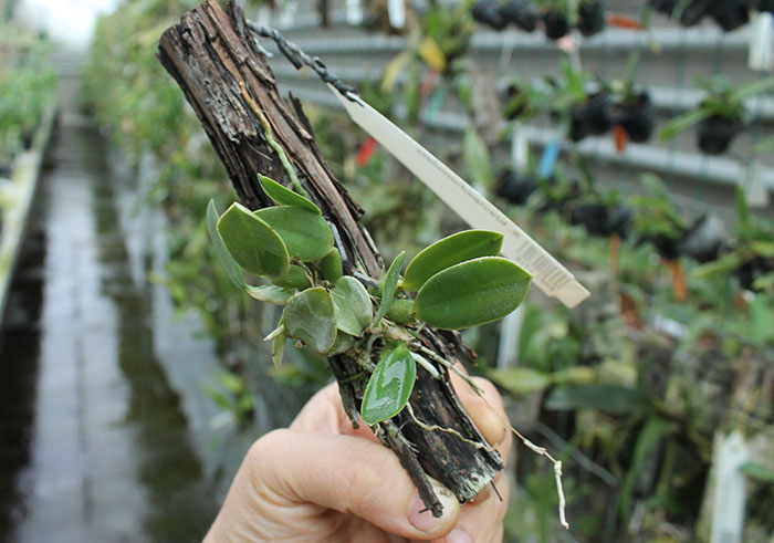 Sophronitis brevipedunculata.jpg