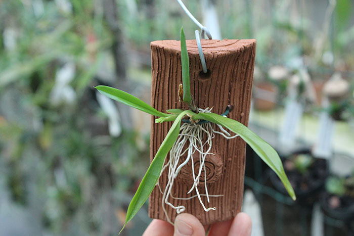 Warmingia eugenii.jpg