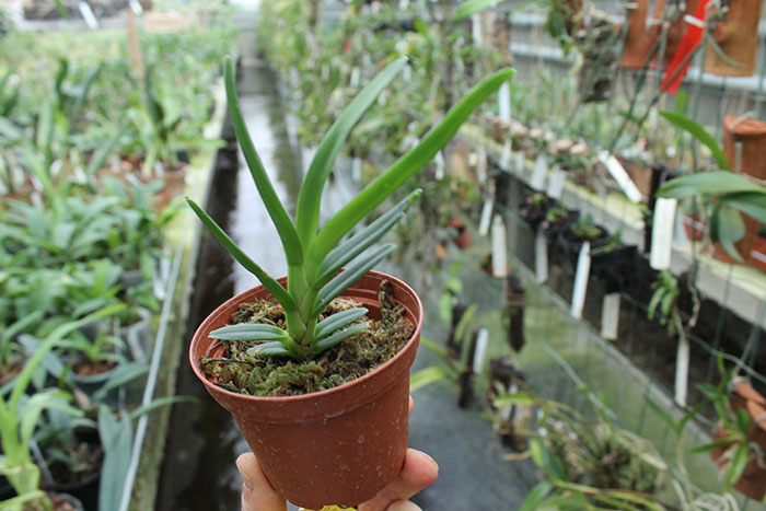 Ceratostylis rubra.jpg