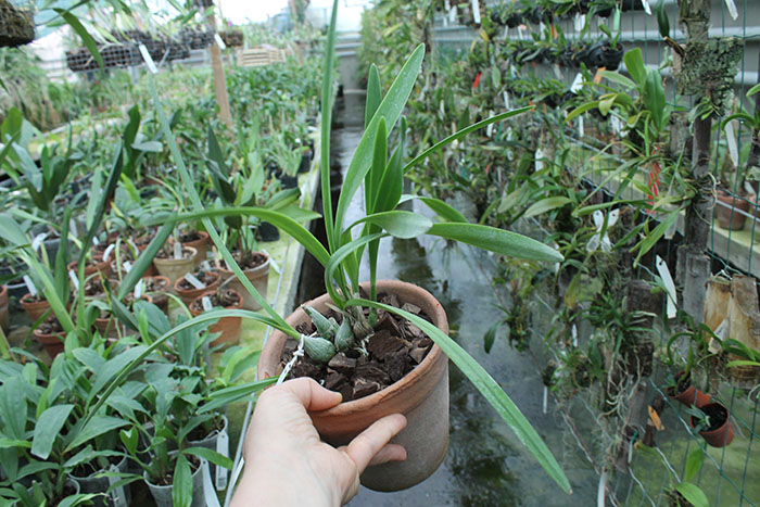 Encyclia adenocaula.jpg