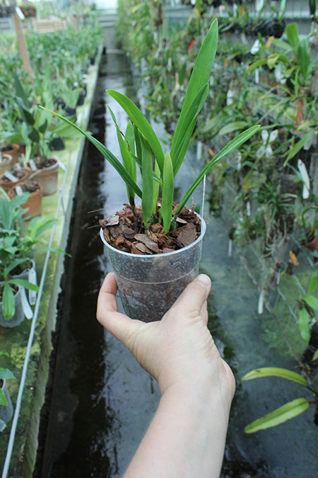 Epidendrum Chien Ya Smile 'K S'.jpg