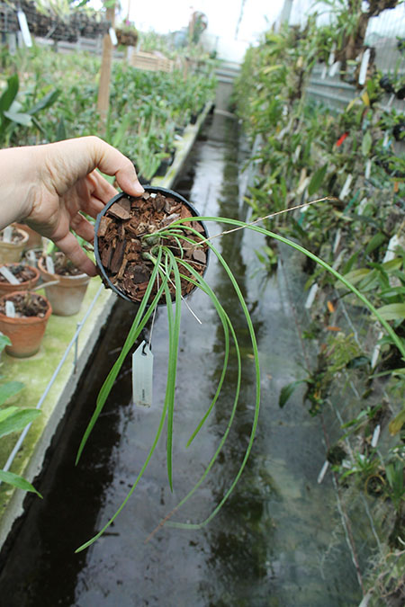 Encyclia bractescens.jpg
