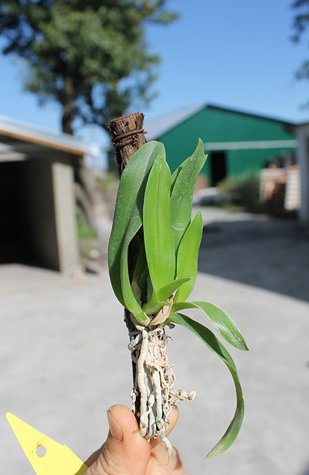 Laelia praestans x Brassavola digbyana.jpg