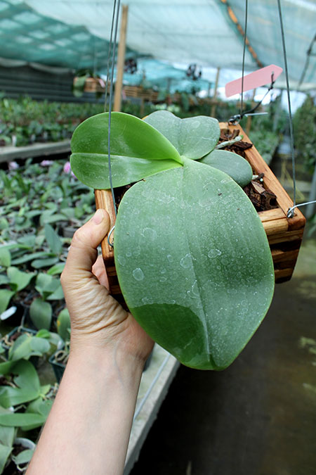 Phalaenopsis Mok Choi Yew Indigo.jpg