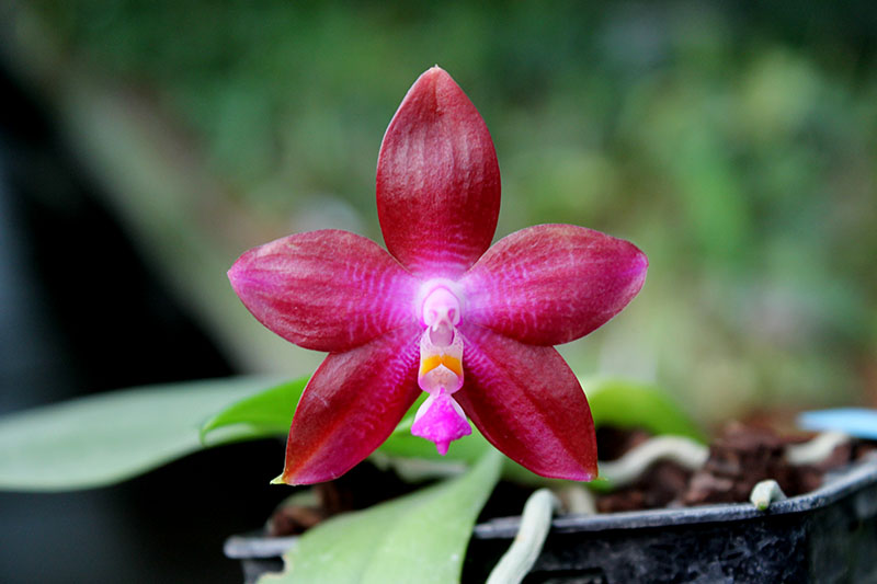 Phalaenopsis tetraspis 'C#1' x Dragon Tree Eagle.jpg