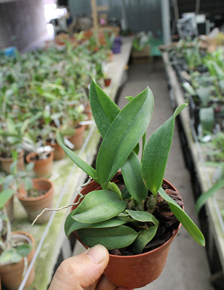 Laelia alaori oculata.jpg