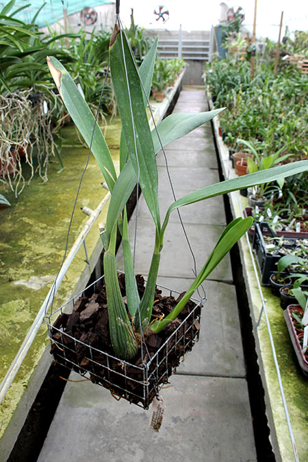 Encyclia prismatocarpum.jpg