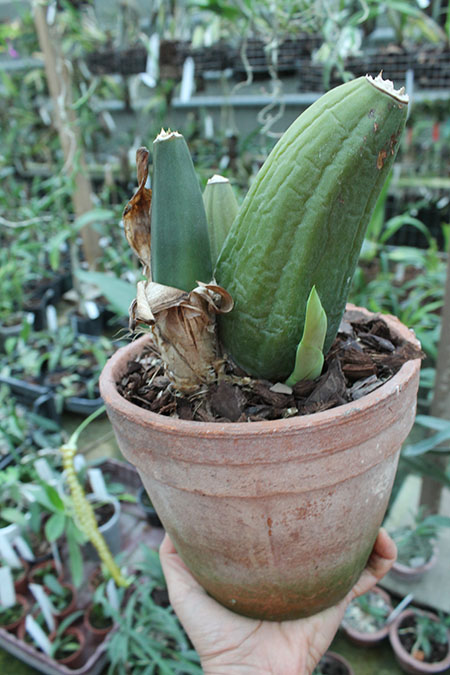 Anguloa clowesii.jpg