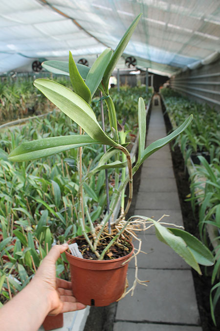 Cattleya skinneri albescens.jpg