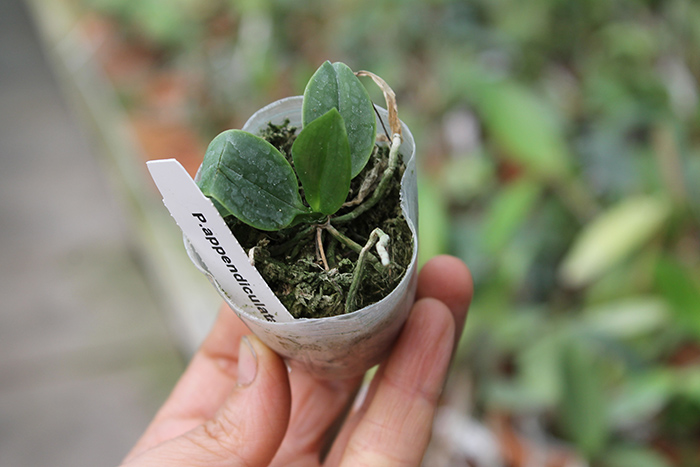 phal appendiculata.jpg