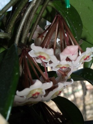 hoya carnosa 2007 03 24 sm.jpg