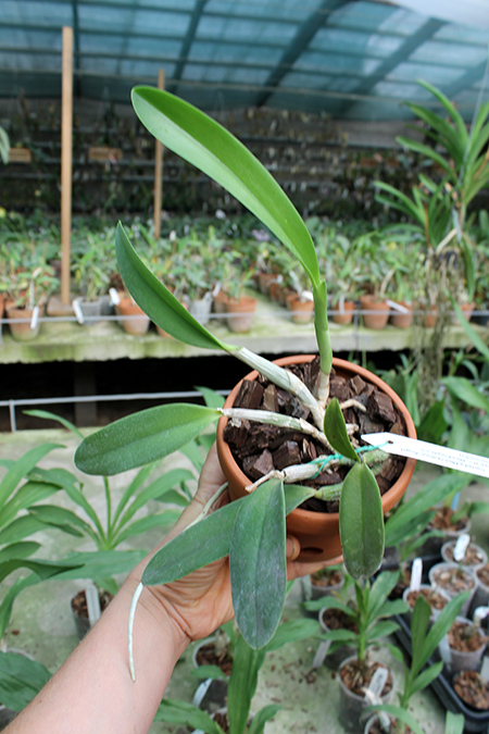 Laeliocattleya Cariad's Mini-Quinee 'Angel Kiss'.jpg