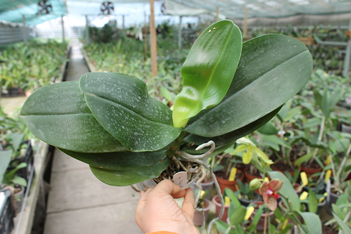 Phalaenopsis Sogo Relex 'F-1661'.jpg