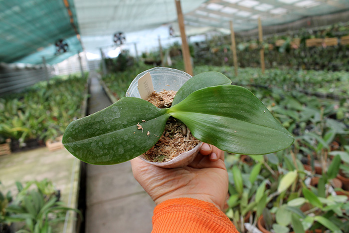 Phalaenopsis KS Super Zebra.jpg