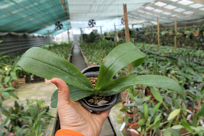 Phalaenopsis hieroglyphica.jpg