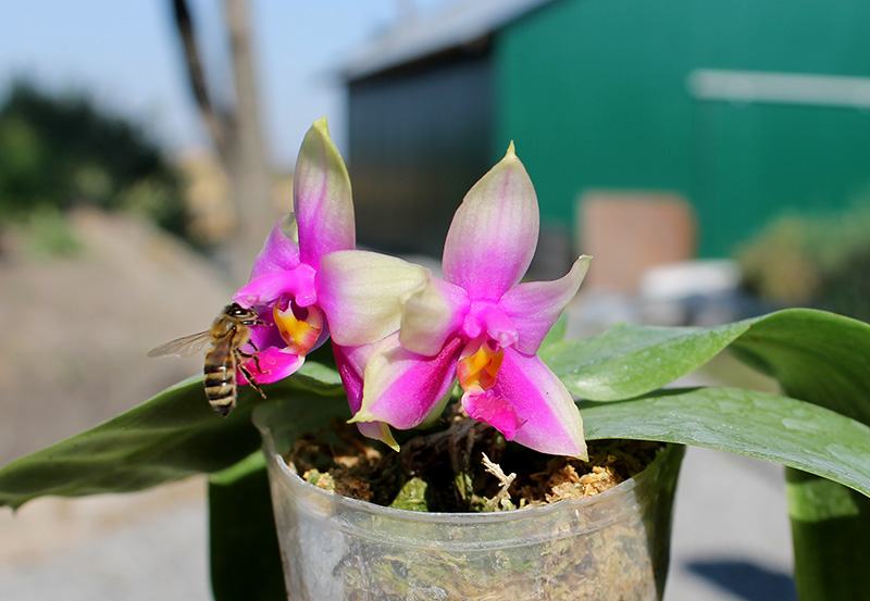 Phalaenopsis LD Purple Bear x bellina.jpg