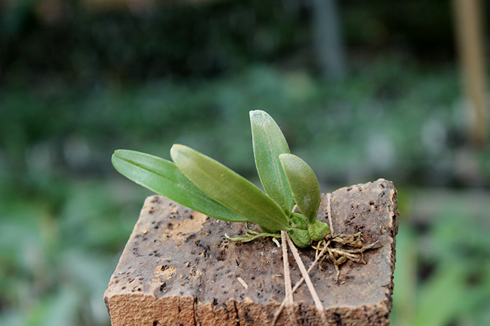 Bulbophyllum miniatum.jpg