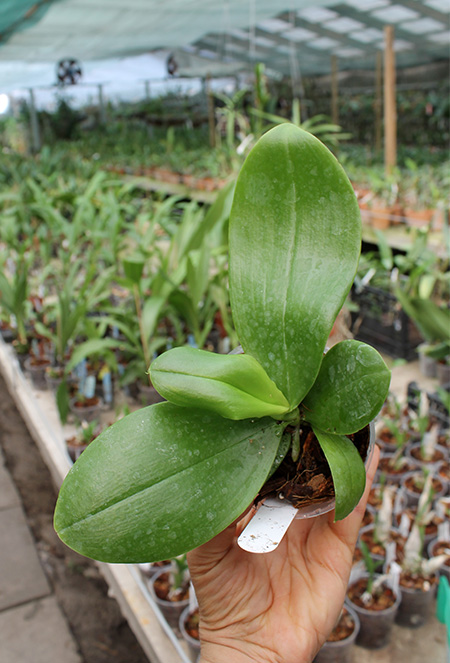 Phalaenopsis Lea Maria Salazar.jpg