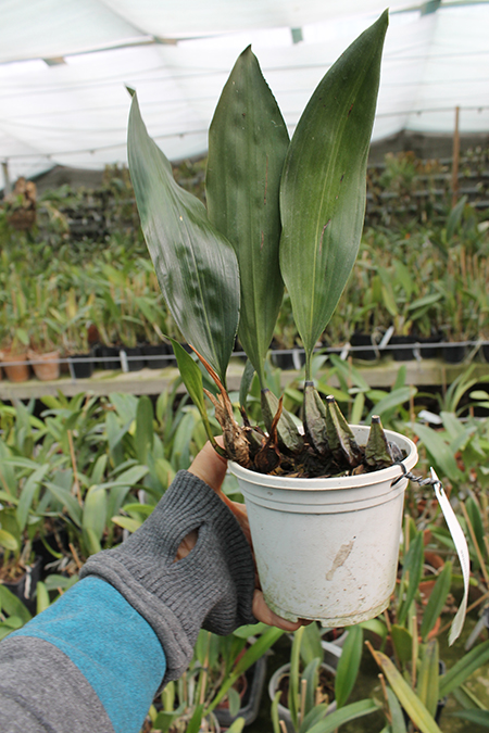 Bifrenaria harrisoniae.jpg