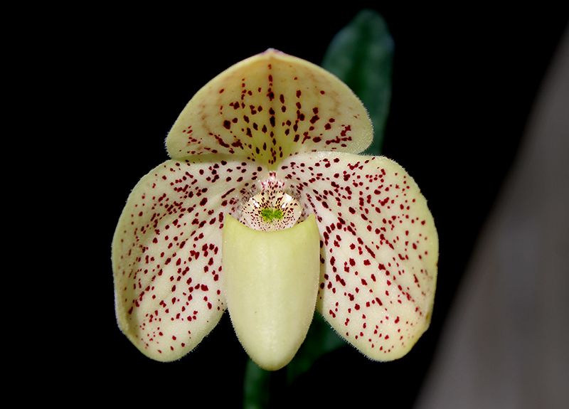 Paphiopedilum leucochilum x Sunshine Glory x concolor.jpg