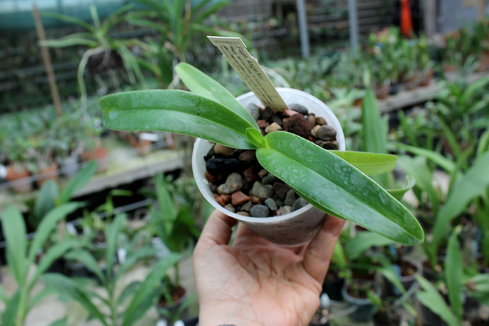 Paphiopedilum Angel Hair (St Swithin x sanderianum).jpg