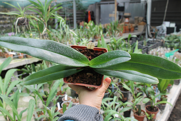 Paphiopedilum rothschildianum x hangianum.jpg