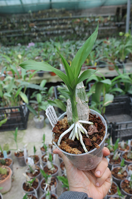 Catasetum pileatum ( Redgreen x pink ).jpg