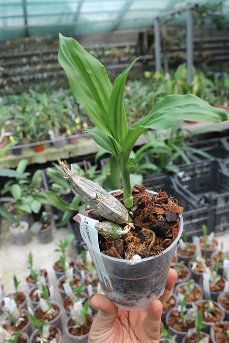 Catasetum Dragon's Teeth x pileatum.jpg