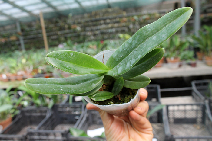 Paphiopedilum hangianum.jpg