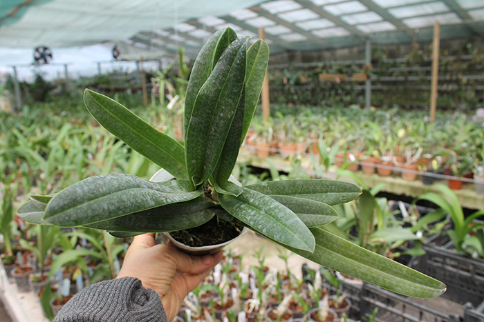 Paphiopedilum Dollgoldi (armeniacum x rothschildianum).jpg