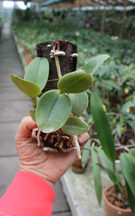 Cattleya nobilior semi-alba.jpg