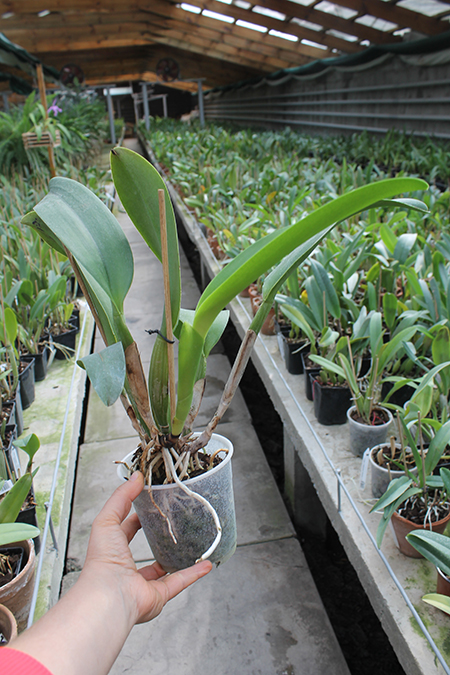 Potinara Spanish Eyes 'Tian Mu'.jpg