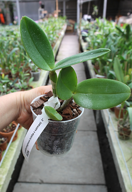 Cattleya amethystoglossa (semi-alba x salmao).jpg