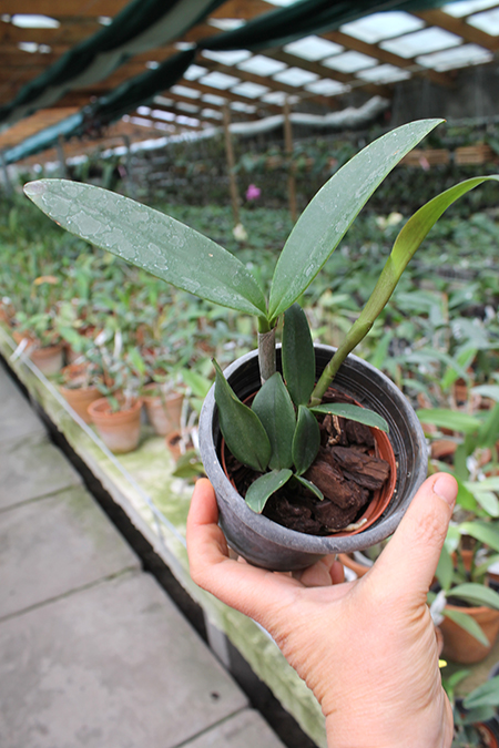 Cattleya bicolor 'Nei' x 'Colibri Bronze'.jpg