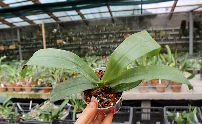 Phalaenopsis hieroglyphica.jpg