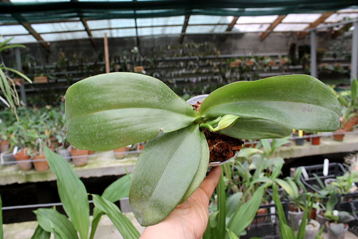 Phalaenopsis LD Purple Bear x bellina.jpg