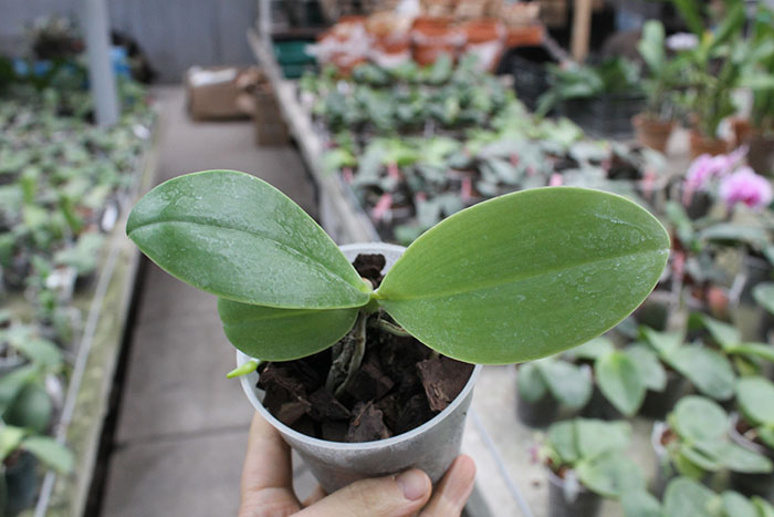 Phalaenopsis lueddemanniana.jpg