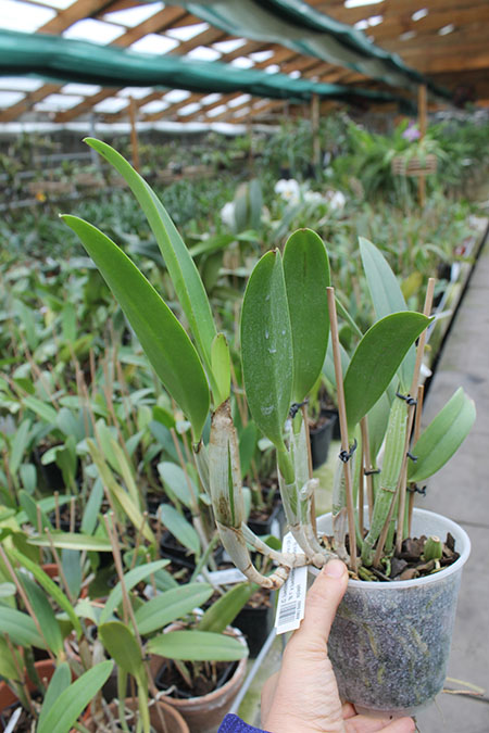 Cattleya lueddemanniana (Morena x OK-2) 'N 1' x lueddemanniana dark lip splash.jpg