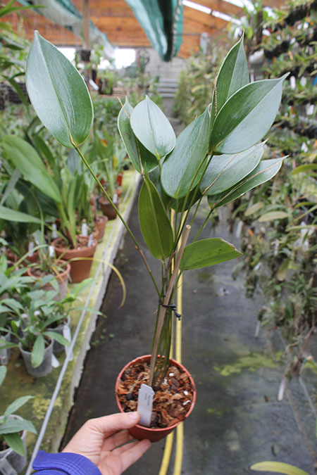 Pleurothallis truncata.jpg