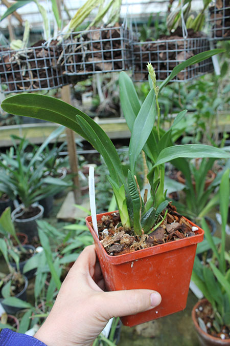 Oncidium vulcanicum.jpg
